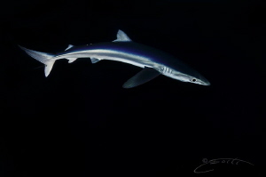 ~ Silky Smooth ~

The lovely Blue Shark looking beautif... by Geo Cloete 